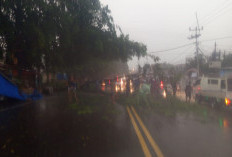 Pohon Angsana Tumbang di Cirebon, Minibus Rusak Parah