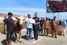 PT TKG Taekwang Cirebon Salurkan 3 Sapi dan 13 Domba Kurban, Siap Serap 25 Ribu Tenaga Kerja
