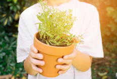 10 Tanaman Pengusir Nyamuk yang Ampuh, Alami, dan Mudah Ditanam di Rumah