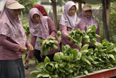 Berkat MBG, Kelompok Tani Wanita di Karanganyar Lebih Mudah Salurkan Panen Sayuran