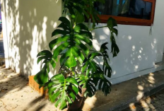 Bikin Rumah Makin Hidup, 6 Tanaman Hias Daun Ini Tawarkan Warna Unik, Bentuk Cantik dan Perawatan Mudah
