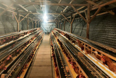 Tak Disangka! Usaha Ayam Petelur BUMDes Lemahabang Tembus Ratusan Butir per Hari!