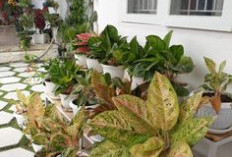 Letakkan di Depan Rumah, Ini 5 Tanaman Hias Pembawa Keberuntungan Menurut Feng Shui