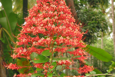 6 Tanaman Hias Ini Tak Cuma Cantik, Diam-Diam Punya Kegunaan untuk Kesehatan dari Bunga hingga Getah