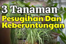 Hunian Makin Asri! 3 Tanaman Hias Penarik Rezeki yang Bisa Diletakan di Halaman Rumah atau di Dalam Rumah