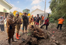 156 Bencana Terjadi di Kota Cirebon Sepanjang 2025, Pohon Tumbang Paling Dominan