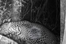Kemarau Panjang, Hindari Sumber Mata Air Gunung Ciremai, Biasanya jadi Tempat Tinggal Macan Tutul