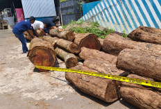 5 Tersangka Pembalakan Liar di Gunung Ciremai, Polisi Ungkap Peran dan Modusnya