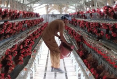 Bisnis Menjanjikan, Ternak Ayam Petelur Omzet Rp2,5 Juta per Hari di Indramayu
