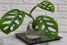 Ingin Rezeki Mengalir Deras? Yuk Koleksi Jenis Tanaman Hias Pembawa Keberuntungan Ini