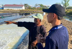 Abrasi Telan 50 Hektare Lahan Garam di Cirebon, Petani Kehilangan Mata Pencaharian
