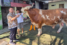 Sapi Kurban Prabowo di Cirebon Tembus 1 Ton, Dipelihara 3 Tahun oleh Peternak Tegalgubug