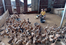 Kisah Inspiratif Supri, Bangun Usaha di Desa dari Telur Asin, Sayuran Hidroponik Hingga Cafe