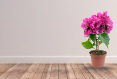 6 Tanaman Hias untuk Teras Rumah yang Estetik Sekaligus Dipercaya Menarik Rezeki!
