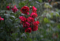 Ternyata, Inilah Penyebab Curah Hujan Tinggi yang Sebabkan Sebagian Wilayah Alami Banjir