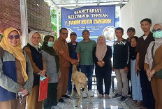Muhamad Noupel Bantu Peternak Sunyaragi, DKPPP Distribusikan Domba dan Vitamin