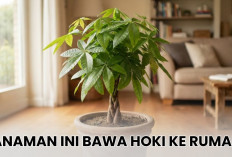 Mau Rezeki Mengalir Deras? Rawat 7 Tanaman Hias Pembawa Hoki Menurut Feng Shui Ini di Rumah Sekarang Juga!