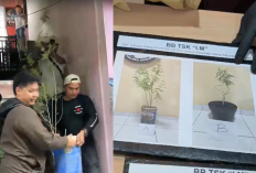 Terungkap, Pria di Kuningan Beli Online Bibit Ganja sebelum Tanam di Rumah