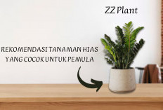 Sering Lupa Menyiram? 5 Tanaman Hias Ini Cocok untuk Pemula yang Baru Mulai Hobi Rawat Tanaman