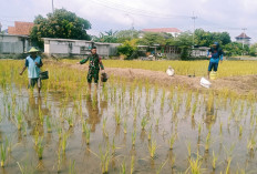 Babinsa Kelurahan Pekalipan Turun ke Sawah Dukung Ketahanan Pangan Nasional
