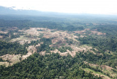 Perusahaan Merek Dunia Terus Gagal Menghentikan Perusakan Hutan dan Pelanggaran HAM pada Tahun 2025