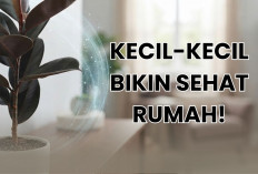 Tidak Hanya Mempercantik, 5 Tanaman Hias Bermanfaat Untuk Kesehatan Penghuni Rumah Ini Layak Kamu Rawat!