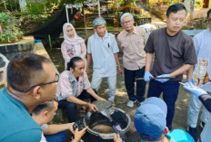 Misteri Kematian Kura-kura Belawa di Cirebon, Sampel Air dan Tubuh Diuji Laboratorium