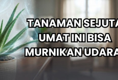 Daftar 5 Tanaman Hias Pembersih Udara yang Bisa Buat Rumah Kamu Super Sejuk, Nomor Satu Ada Dimana-Mana!