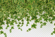 Bikin Dinding Lebih Indah Tapi Tetap Aman! Ini Dia 4 Jenis Tanaman Hias Merambat untuk Dekorasi Outdoor