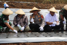 Bawang Putih Kuningan Mulai Ditanam, Panen 2,5 Ton Diproyeksikan Desember 2026