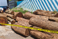 Polres Kuningan Tetapkan Lima Tersangka Pembalakan Liar di TNGC