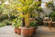 Energi Positif Melimpah, Ini 8 Tanaman Hias Outdoor yang Bisa Menepis Energi Sial Menurut Feng Shui