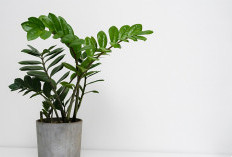 5 Tanaman Pembawa Hoki Tahun 2026, Dipercaya Tarik Rezeki dan Energi Positif di Awal Tahun Baru