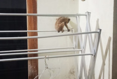 Kukang Muncul di Atas Jemuran Warga Kuningan, Damkar Turun Tangan