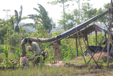 Ribuan Hektare Sawah di Majalengka Terancam Kekeringan, Petani Mulai Kesulitan Air