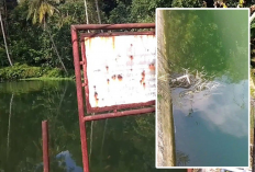 Situ Cikolet Kuningan Diduga Tercemar Limbah Ayam, Warga Keluhkan Bau Menyengat dan Kulit Gatal