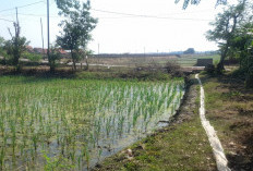 Kemarau Bikin Biaya Pengairan Membengkak, Petani Jungjang Wetan Desak Bantuan Irpom